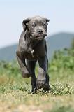 CANE CORSO 506